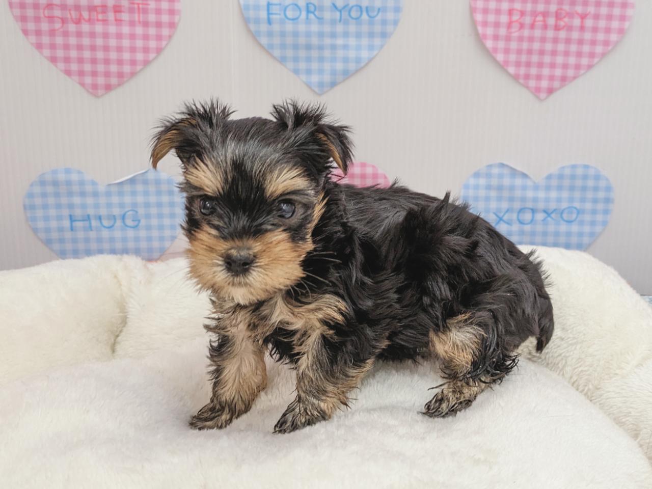 ヨークシャー・テリア｜ペット検索｜ペット大好き！